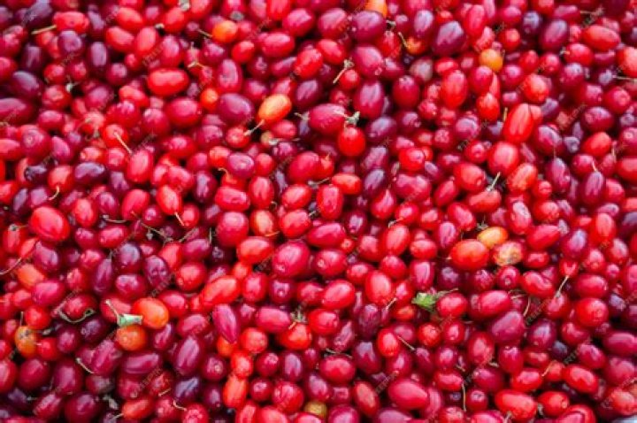 Are cornus berries edible?