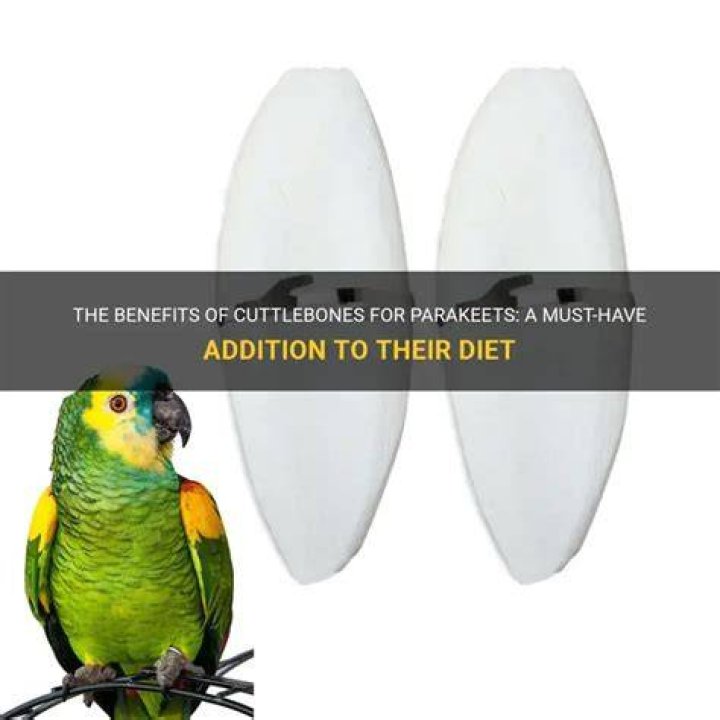 Are cuttlebones good for conures?