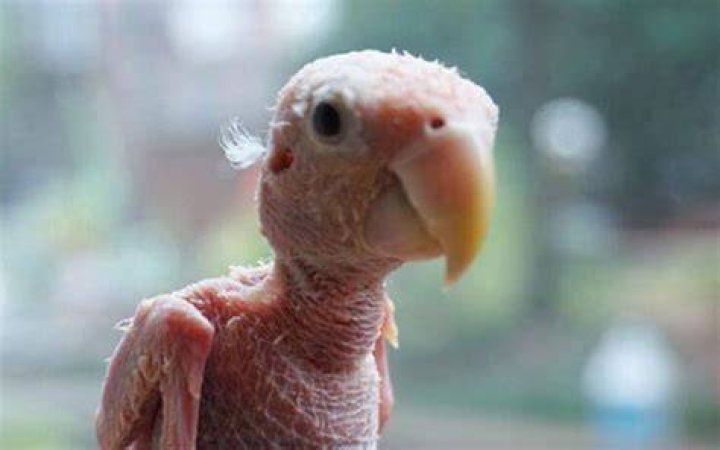 Are there featherless birds?