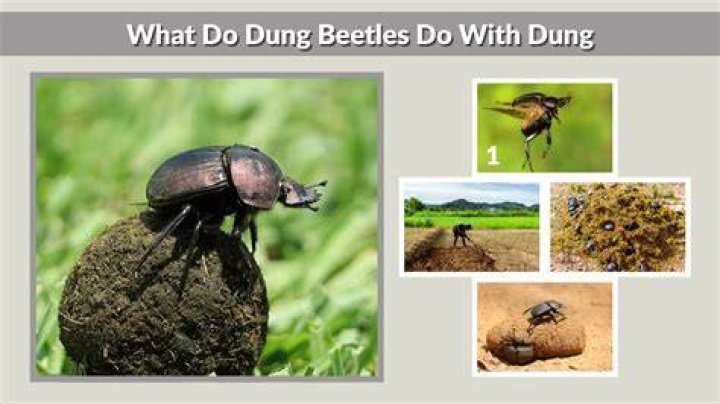 Do dung beetles need thatch?
