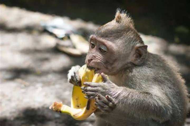 Do monkeys eat banana?