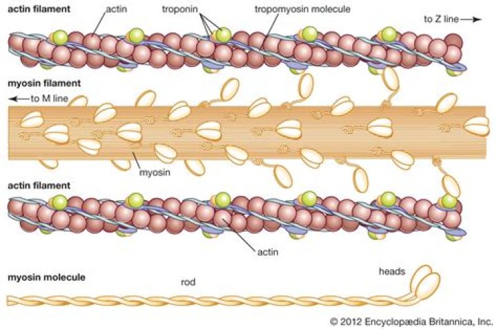 Do smooth muscles have actin and myosin?