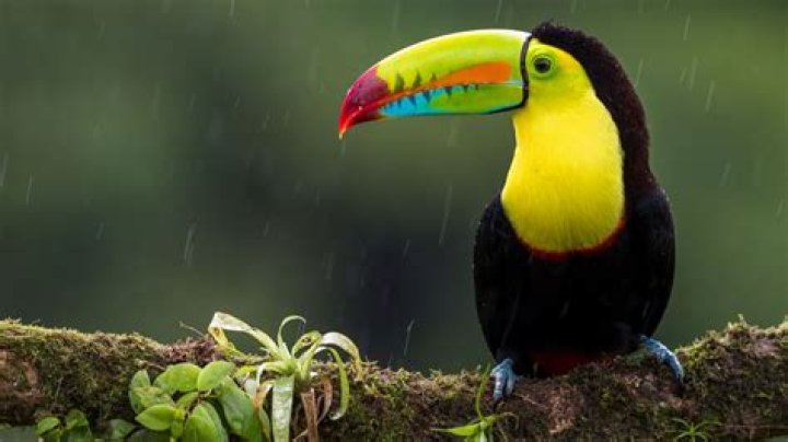 Do toucans live in the amazon rainforest?