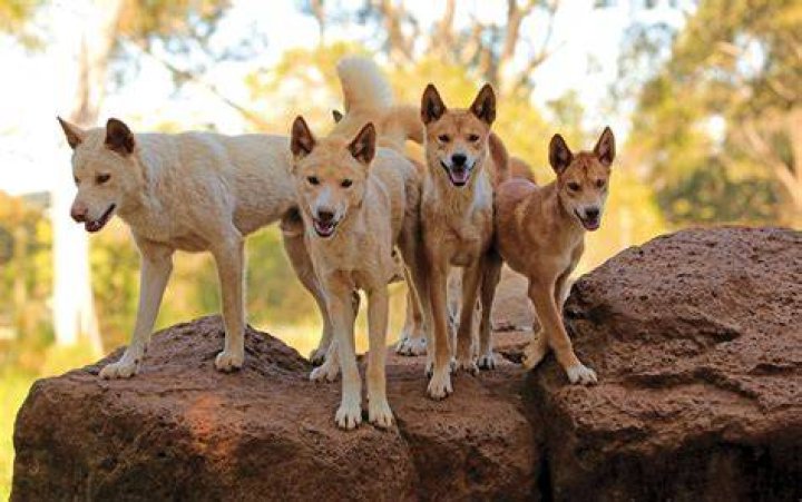 Does moreton island have dingoes?