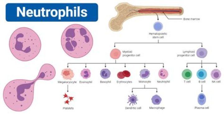 How does neutrophils work?