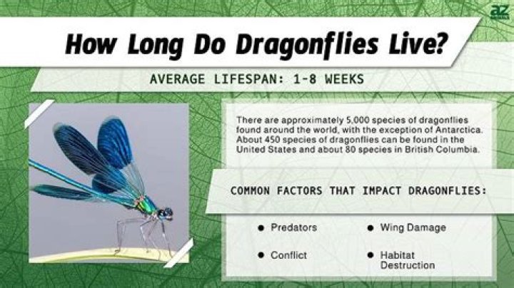How long do dragonflies live?