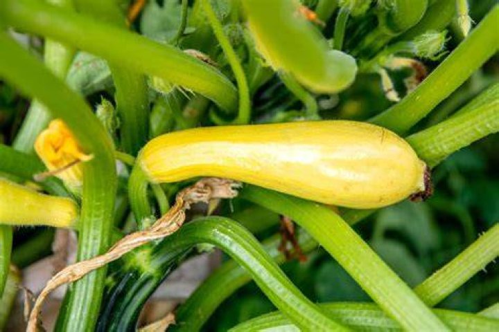 How to grow crookneck squash?