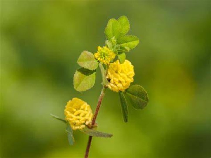 Is black medick an invasive species?