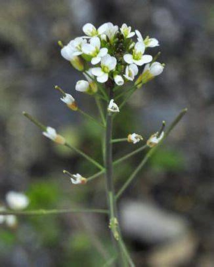 What does thale cress do?