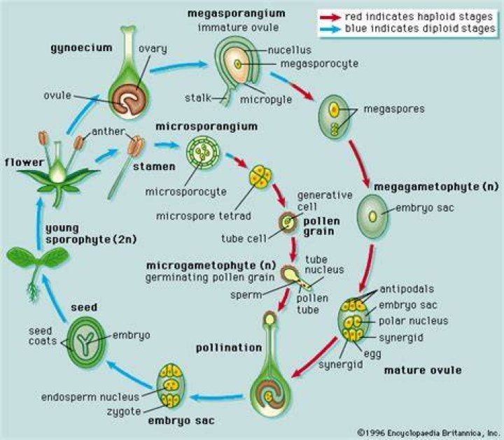 What germinates into a gametophyte?