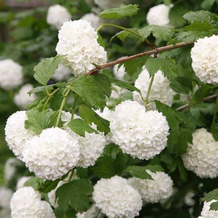 What is viburnum opulus used for?