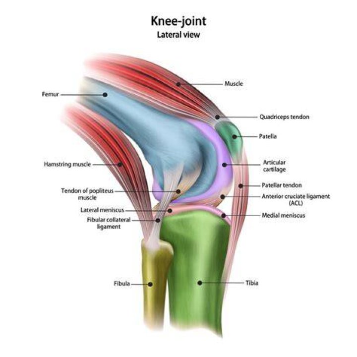Whats behind the patella?