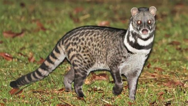 Whats the plural of civet?