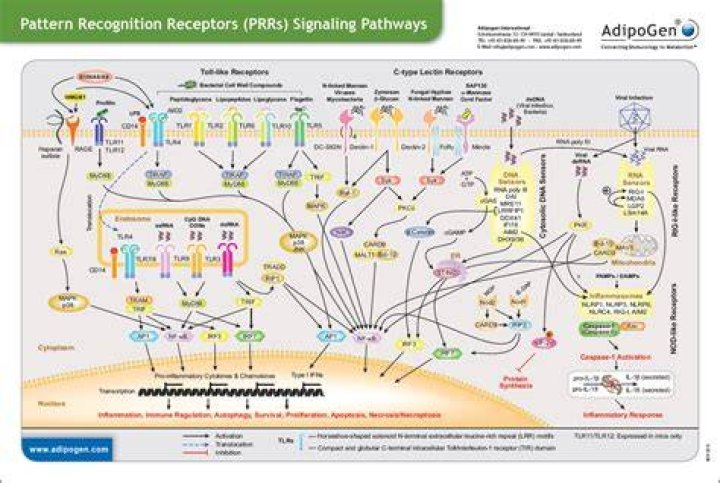 Where are pattern recognition receptors found?