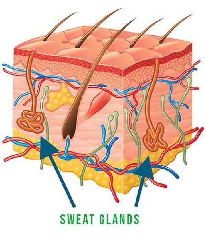 Where are the underarm sweat glands?