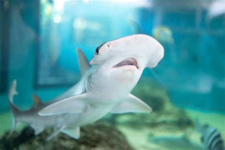 Where does a bonnethead shark live?