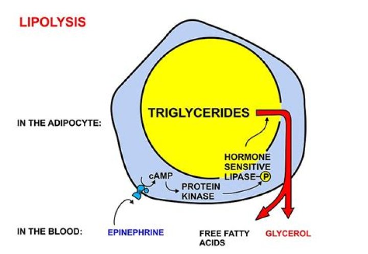 Where does lipolysis occur in the body?