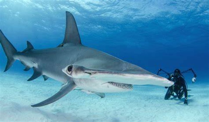 Where hammerhead sharks live?