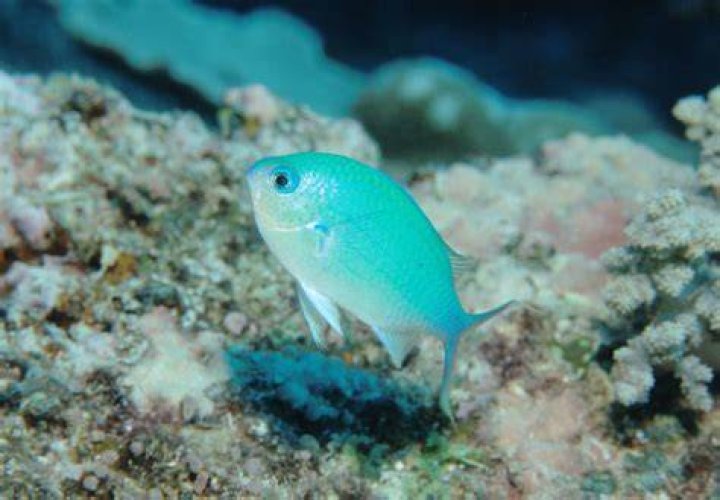 Which fish has green blood?