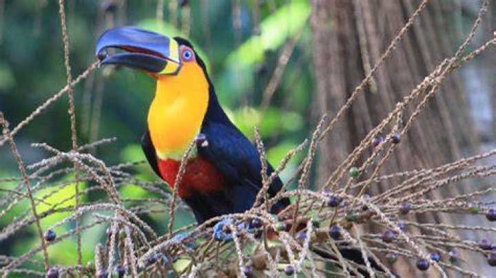 Which rainforest do toucans live in?