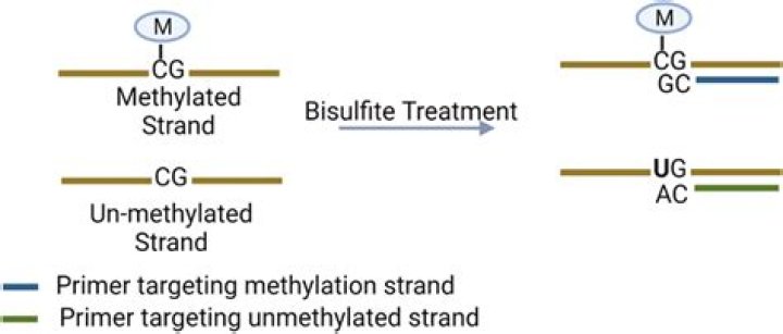 Which strands are methylated?