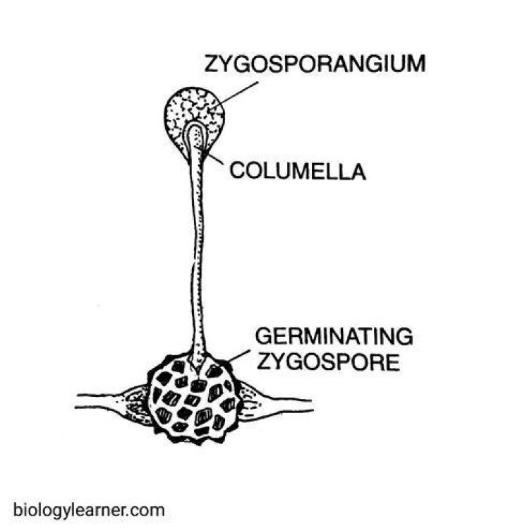 Which structure produces spores in zygospore fungi?