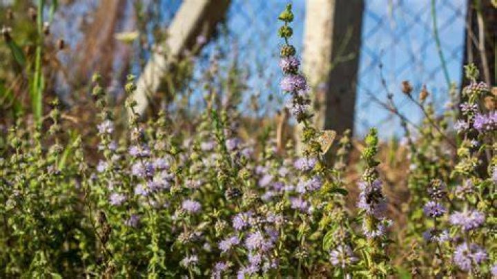 Why is pennyroyal toxic?