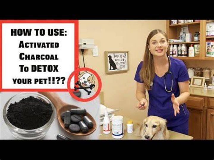 Will charcoal hurt my dog?