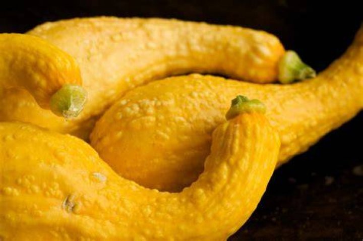 Will chickens eat crookneck squash?